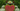 Dubai Miracle Garden, Dubai, UAE: Teddy Bear Garden