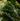 Nettle Extract