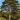 Scots Pine