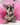 Photo of French bulldog puppy