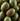 Olive Oil