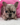 Jolly is a Fluffy female French Bulldog Puppy