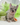 Photo of Fluffy French bulldog female