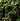 Thyme Extract