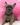 Photo of French bulldog puppy