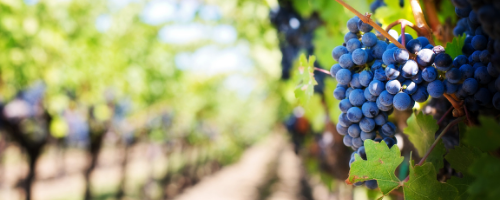 Azienda Agricola Maremma Bio — foto 4