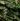Plantain Leaf Extract