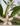 BARBARO Beard oil Lemongrass