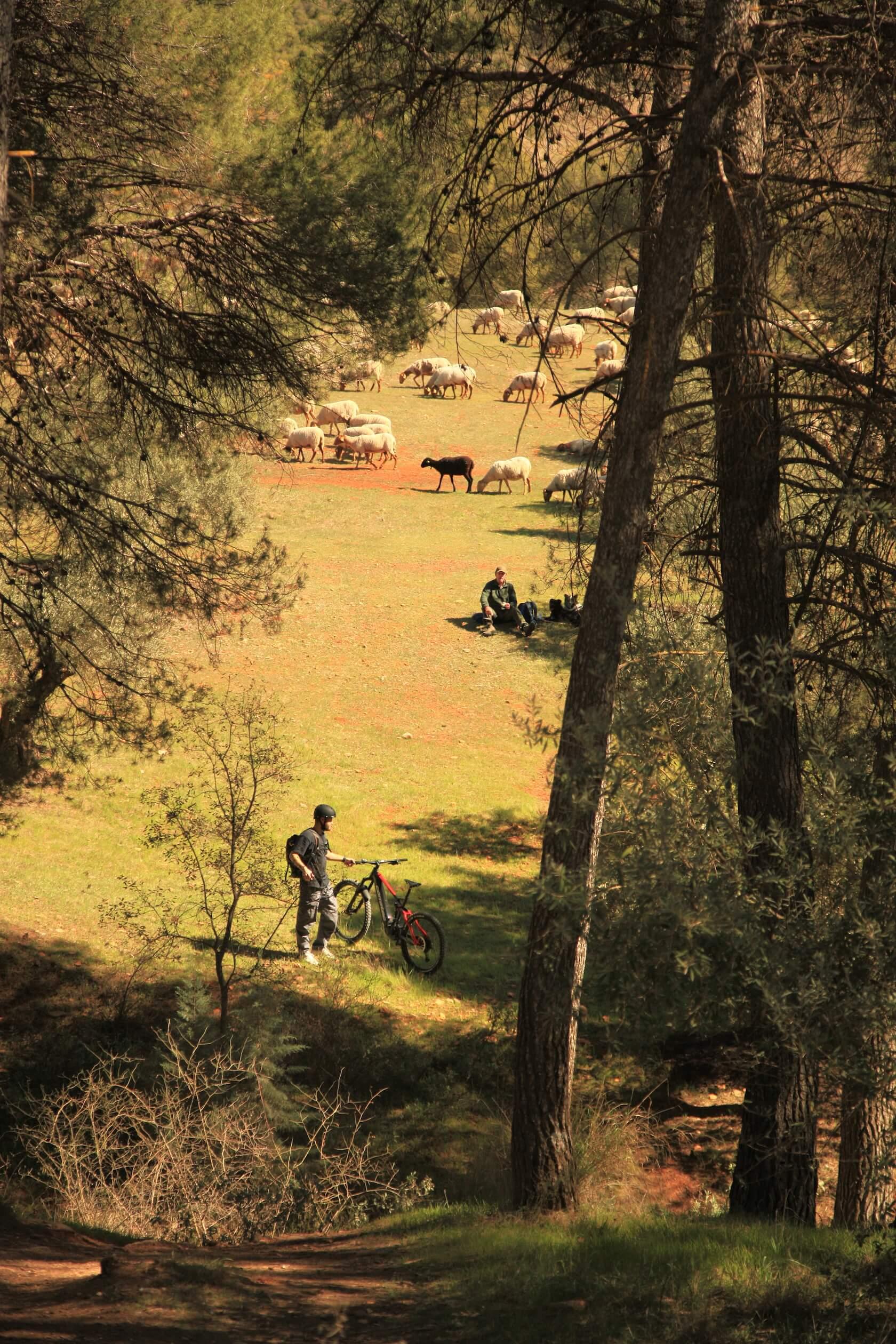 E-bike rider resting in a pine forest meadow with grazing sheep near Granada