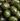 Grapeseed Oil
