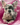 Jolly is a Fluffy female French Bulldog Puppy