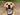 Buddy