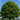 Oak