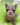 Photo of Fluffy French bulldog female