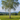 Downy Birch