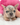 Photo of Blue Merle male French Bulldog Puppy