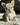 Rosie is a french bulldog puppy