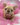 Jolly is a Fluffy female French Bulldog Puppy