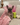 Photo of French bulldog puppy