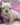 Photo of Blue Merle male French Bulldog Puppy