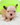 Photo of Fluffy French bulldog female