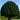 Yew