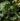 Celandine Extract