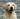 yellow labrador, желтый лабрадор