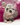 Jolly is a Fluffy female French Bulldog Puppy