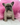 Jolly is a Fluffy female French Bulldog Puppy