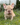 Photo of Fluffy French bulldog female
