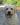 Sudeo Deacon Brodie, Linjor Wich Master, Guideline's Mastercapd, Sandylands, Ramsayville Route Sixty Six, yellow labrador, палевый лабрадор