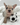 Burberry is an intelligent male French Bulldog Puppy available for sale in New Jersey.