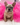 Photo of French bulldog puppy