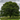 Elm
