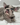 Kelly is a french bulldog puppy