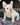 Jolly is a Fluffy female French Bulldog Puppy