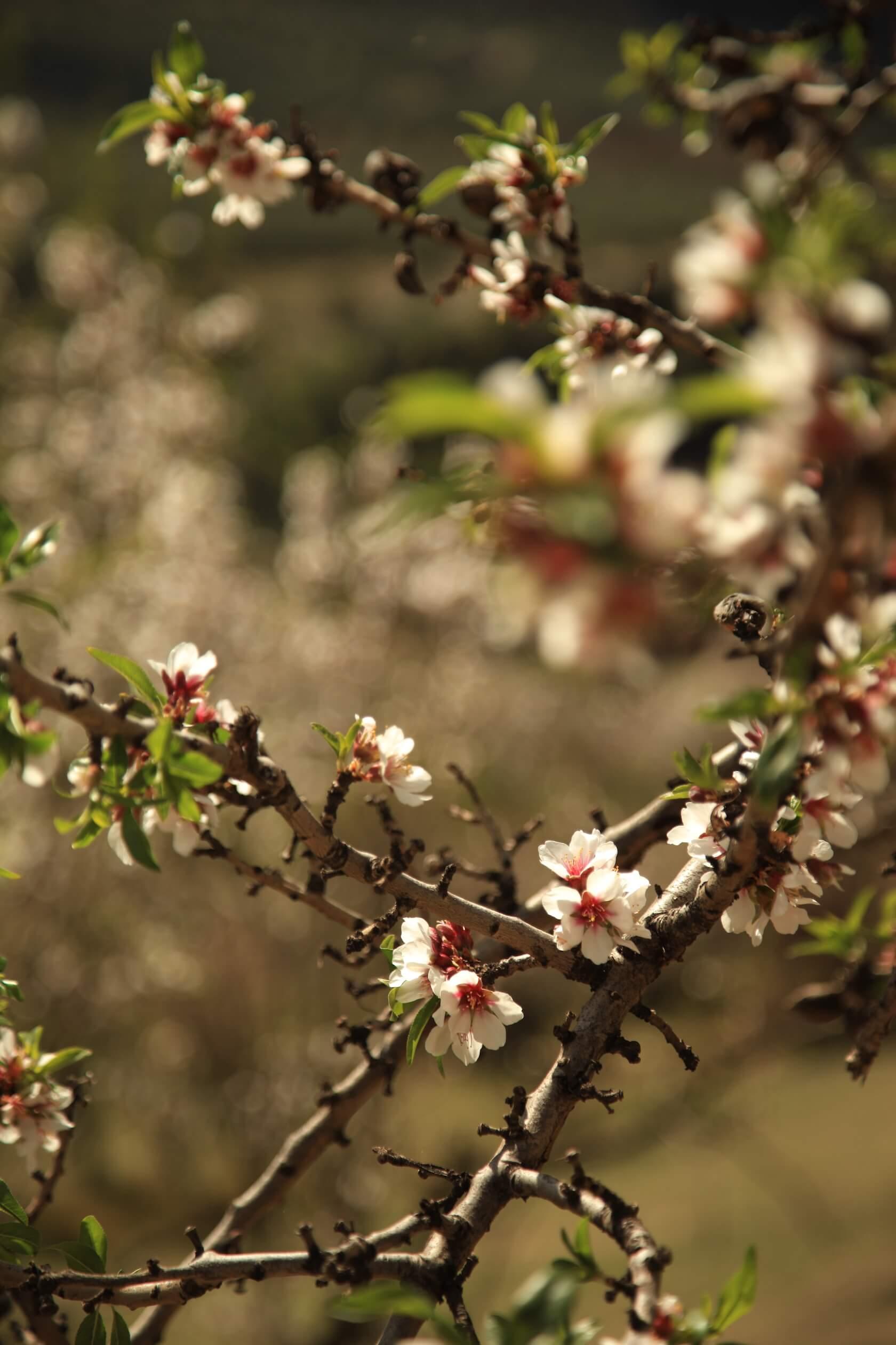 Almond blossom on the slopes of the Sierra Nevada near Granada