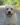 Sudeo Deacon Brodie, Linjor Wich Master, Guideline's Mastercapd, Sandylands, Ramsayville Route Sixty Six, yellow labrador, палевый лабрадор