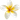single-frangipani-flower