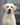 yellow labrador, палевый лабрадор