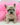Jolly is a Fluffy female French Bulldog Puppy