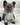 Adidas is a french bulldog puppy