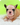 Photo of Fluffy French bulldog female