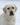 Sudeo, Linjor, Guideline's, Sandylands, Ramsayvilleбyellow labrador, палевый лабрадор