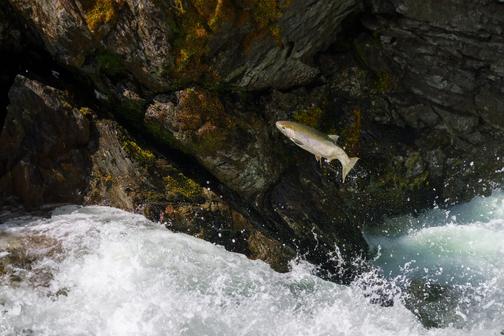 Wild Salmon Rivers logo