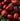 Rosehip Extract