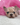 Jolly is a Fluffy female French Bulldog Puppy