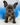 Jolly is a Fluffy female French Bulldog Puppy