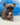 Photo of Fluffy French bulldog female